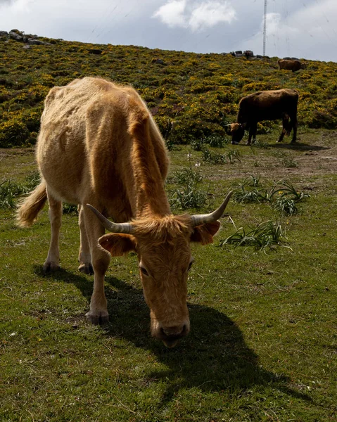 Vertical Shot Large Horned Cattle Eating Grass Field — Stockfoto