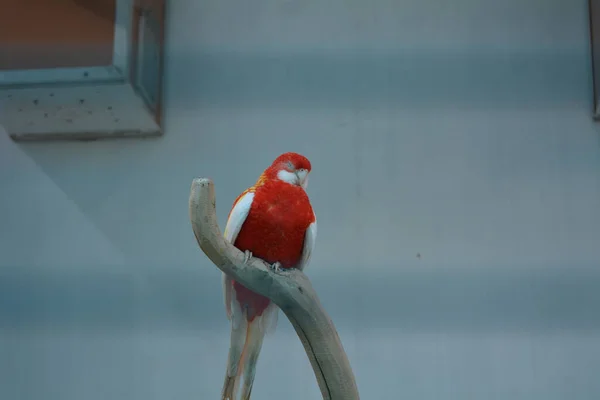 Perroquet Rouge Captivité Mangeant Des Graines — Photo