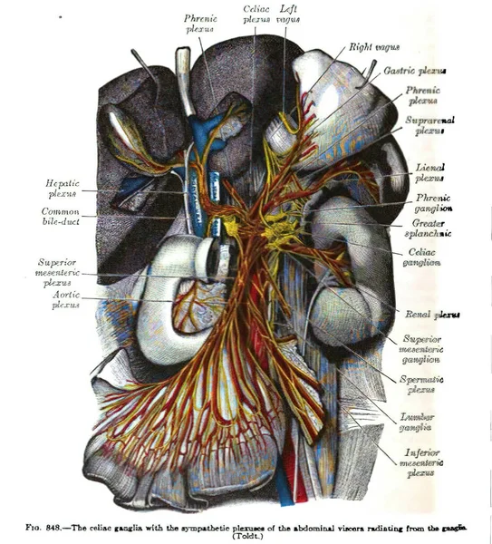 Escaneo Vertical Libro Texto Anatomía Vintage Del Siglo Xix —  Fotos de Stock