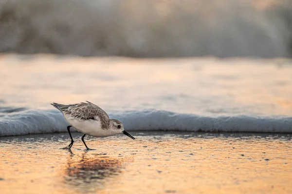 砂浜の浅い水の中で食べ物を取ろうとしているサンドパイパーの浅い焦点ショット — ストック写真