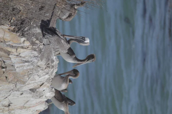 Vertical Shot Spot Billed Pelicans Rock Sea — Photo