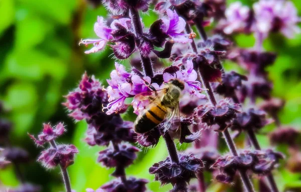 Selective Focus Shot Bee Collecting Nectar Nepeta Grandiflora Flowers — Zdjęcie stockowe