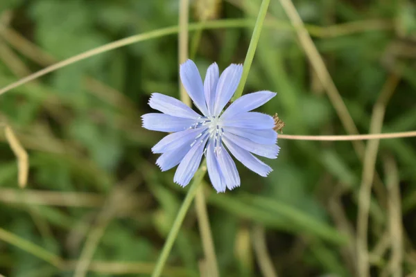 Närbild Vacker Blomma — Stockfoto