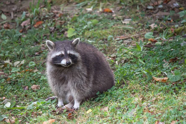 Een Wasbeer Een Wild Woud — Stockfoto