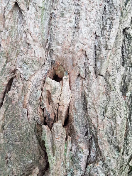 古い木の樹皮のテクスチャのクローズアップショット 背景とテクスチャのために — ストック写真