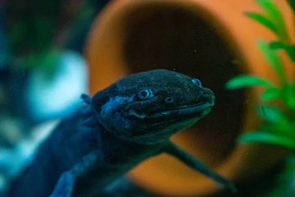 Close Ambystoma Mexicanum Axolotl Peixe Mexicano Ambulante — Fotografia de Stock