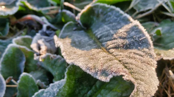 Eine Nahaufnahme Von Grünen Blättern Mit Frost Aufgrund Der Winterlichen — Stockfoto