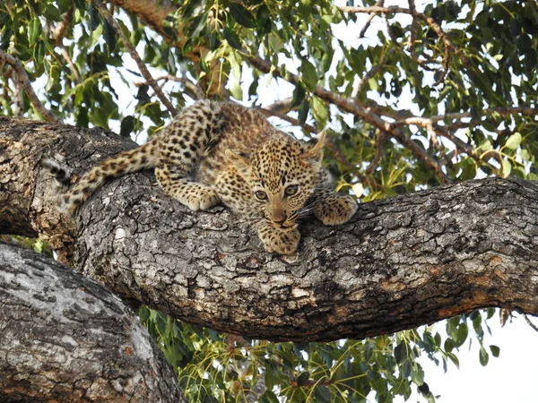 Beautiful View Young Leopard Tree Kruger National Park South Africa — 图库照片