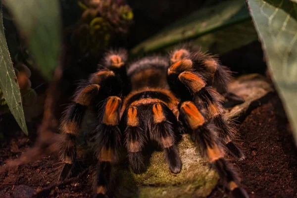 Közelkép Smith Vörös Térdű Tarantulájáról Brachypelma Kovácsműhely — Stock Fotó