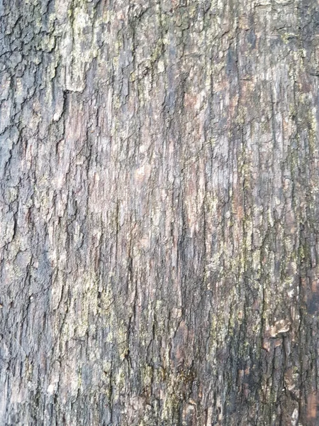 Крупним Планом Знімок Старої Текстури Кори Дерева Фонів Текстур — стокове фото