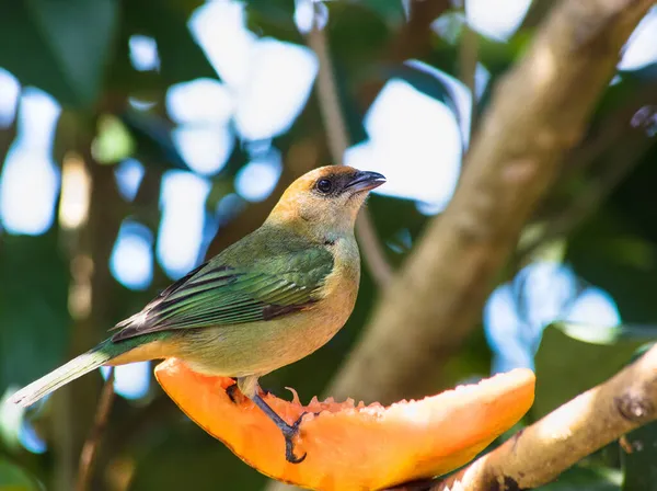 Close Uma Fêmea Castanha Suportado Tanager Pássaro Comendo Mamão — Fotografia de Stock