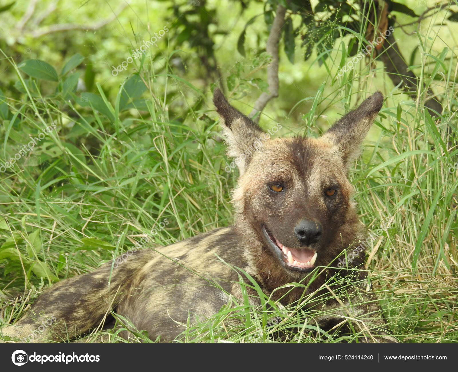 Beautiful View Hyena Kruger National Park Zuid Afrika — Stock Photo