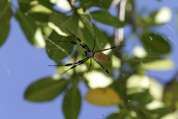 Eine Nahaufnahme Der Trichonephila Clavata Auf Dem Spinnennetz — Stockfoto