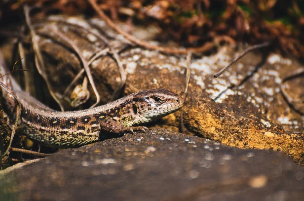 Tiro Perto Lagarto Viviparous Superfície Pedra Dia Ensolarado — Fotografia de Stock