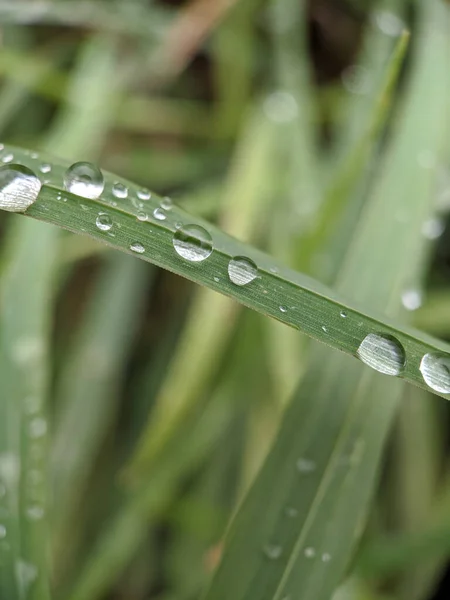 水滴草叶在田里有水滴的草叶的软焦点 — 图库照片