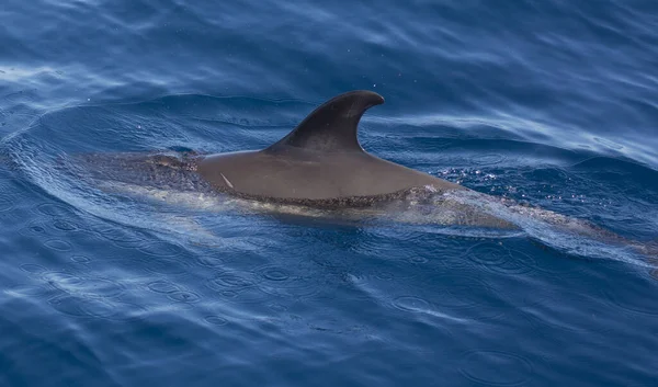 Delfin Som Simmar Vattnet Kantabriska Havet Norra Spanien — Stockfoto