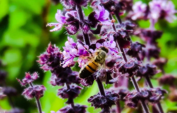 Selective Focus Shot Bee Collecting Nectar Nepeta Grandiflora Flowers — Stock Fotó