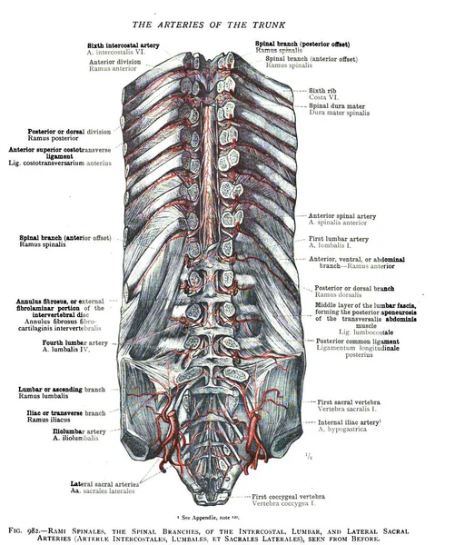 Historic Illustration Spinal Bones 19Th Century Anatomy Book — Stock Photo, Image