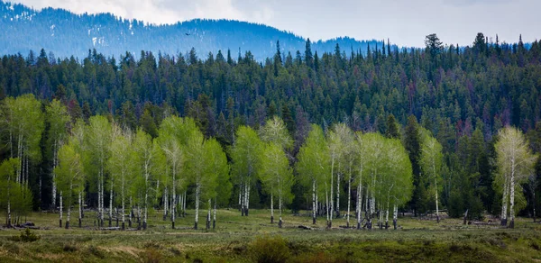 Birch Forest Yellowstone National Park Wyoming Usa — стоковое фото