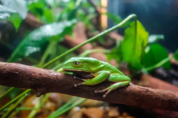 Close Shot Green Tree Frog Clinging Tree Brench Jungle — Zdjęcie stockowe