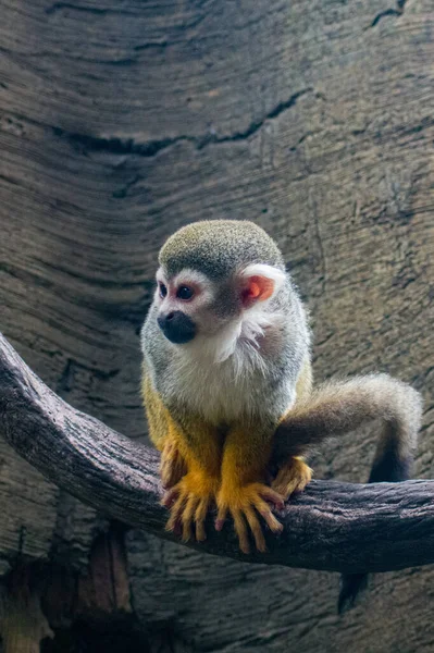 Eine Vertikale Nahaufnahme Des Eichhörnchen Affen — Stockfoto