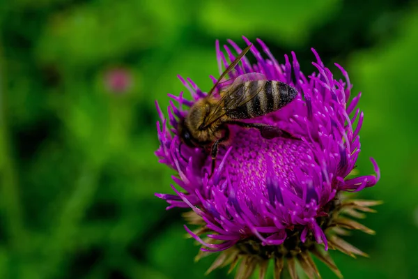Detailní Záběr Včely Opylující Květině — Stock fotografie