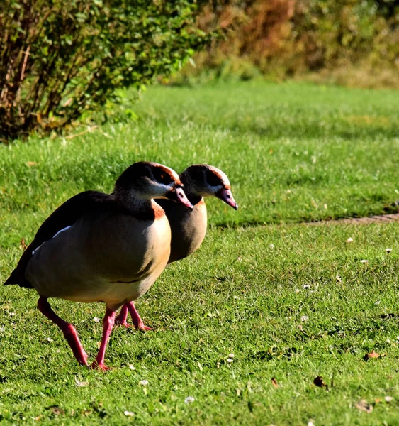 Mısırlı Kazların Dikey Yakın Çekimi Alopochen Aegyptiaca Pangbourne Berkshire — Stok fotoğraf