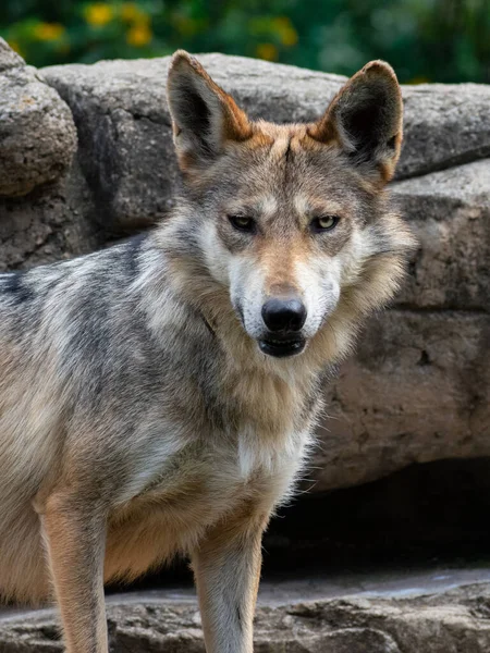 Vertikal Närbild Vargen Vilda Djur — Stockfoto