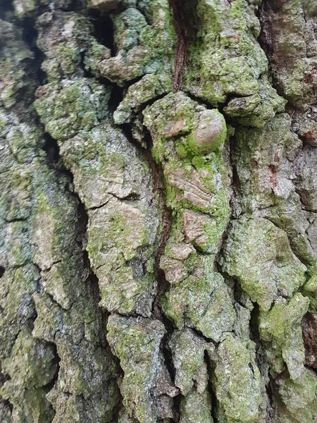 Zdjęcie Zbliżeniowe Starej Tekstury Kory Drzewa Dla Tła — Zdjęcie stockowe