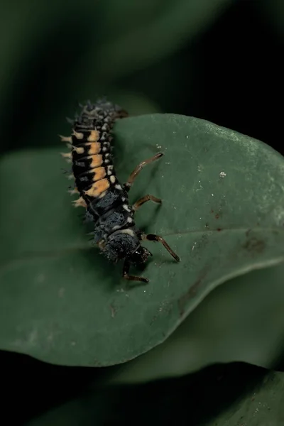 Selective Focus Shot Harmonia Axyridis Insect Green Leaf — Photo