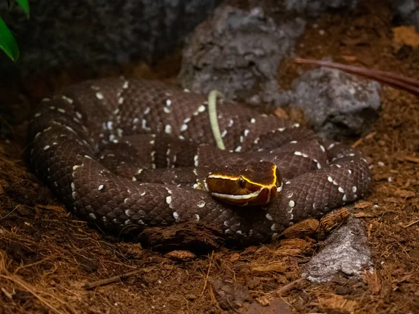 Närbild Agkistrodon Bilineatus Mycket Giftig Huggorm — Stockfoto