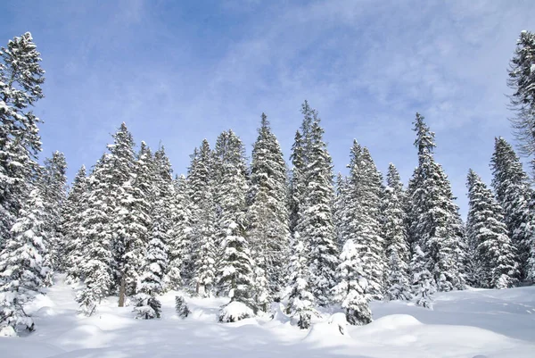 Schöne Aussicht Auf Die Brenta Dolomiten Mit Schnee Auf Bäumen — Stockfoto