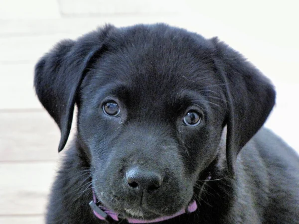 Close Filhote Cachorro Bonito Labrador Preto Olhando Para Veio — Fotografia de Stock