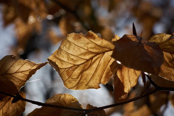 Gros Plan Feuilles Séchées Sur Des Branches Sur Fond Bokeh — Photo