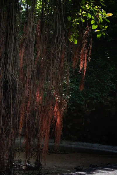 巴尼扬树的根部在阳光下的垂直截图 — 图库照片
