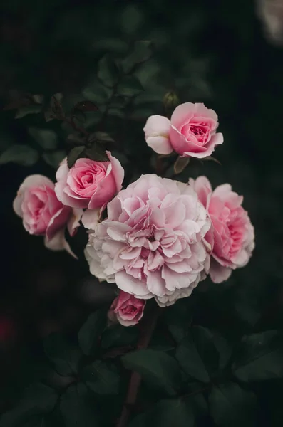 Μια Κάθετη Δόση Ροζ Τριαντάφυλλων Ένα Θάμνο — Φωτογραφία Αρχείου