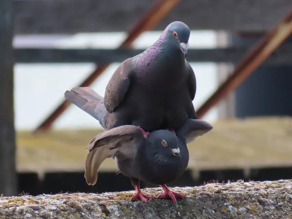 Closeup Shot Couple Pigeons Breeding — Stok fotoğraf