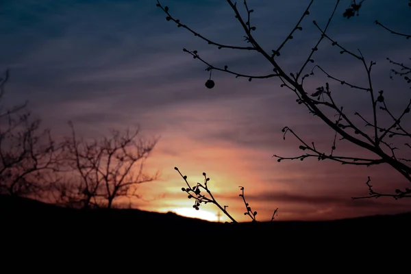 Silhouette Tree Branches Blurred Sunset Sky Background — Stock fotografie