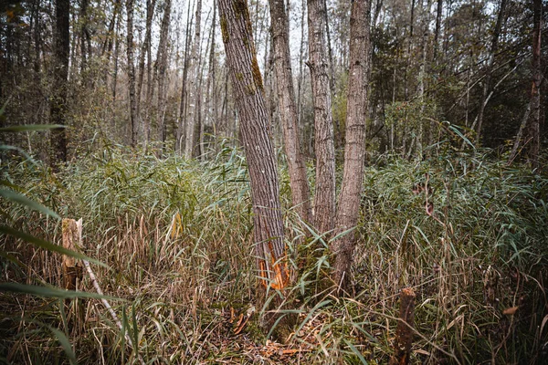 Ένα Κομμένο Δέντρο Φθινοπωρινό Δάσος — Φωτογραφία Αρχείου