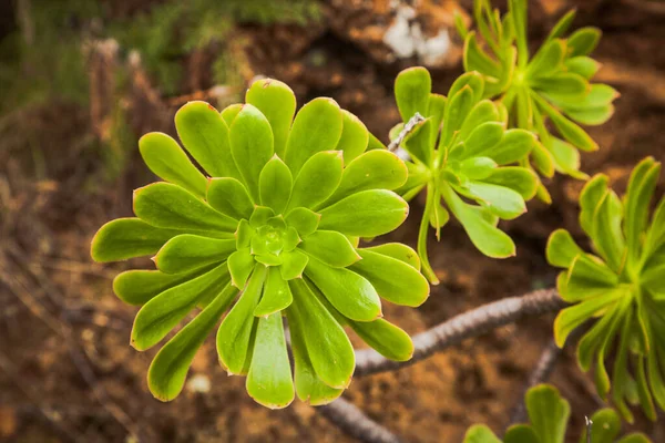 Closeup Shot Green Pinwheel Plants — Stockfoto