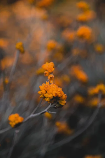 Gros Plan Vertical Belles Fleurs Sauvages Orange Dans Champ — Photo