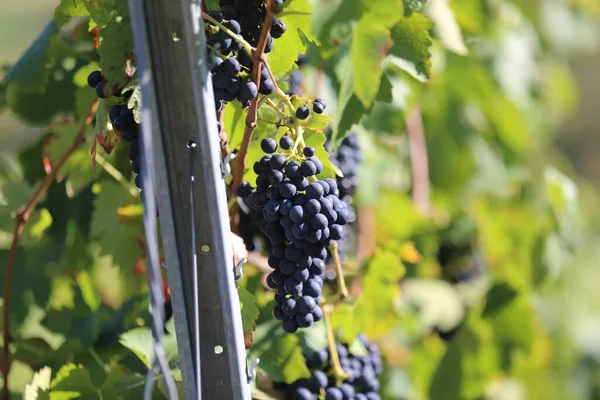 Weinberge Cleebronn Baden Wurttemberg Üzüm Bağlarının Üzümleri — Stok fotoğraf