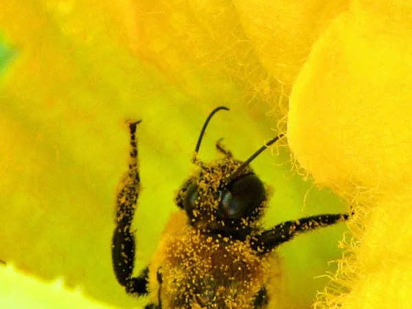 Gros Plan Une Abeille Recueillant Pollen Sur Une Fleur Jaune — Photo