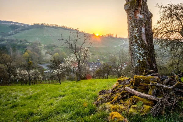Mesmerizing View Old Dead Fruit Tree Trunk Spring Sunrise Sunlight — Stockfoto
