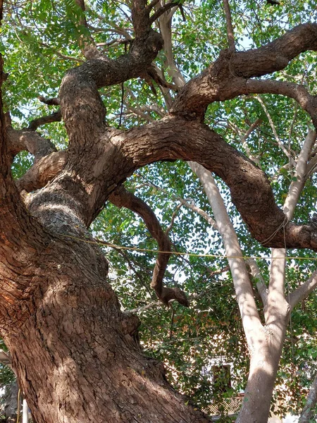 Una Toma Ángulo Bajo Árbol — Foto de Stock