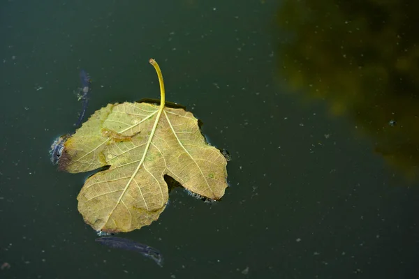 无花果树的叶子 漂浮在池塘的水面上 从上面看去 — 图库照片