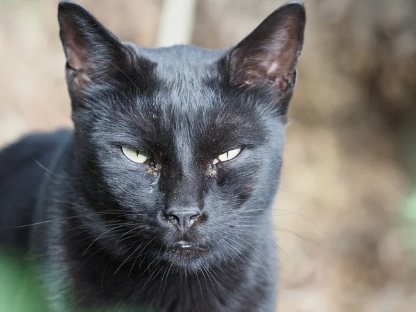 Primer Plano Gato Negro — Foto de Stock