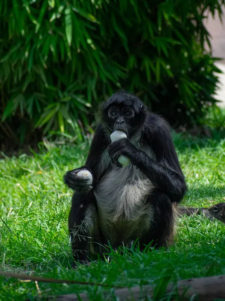 Gros Plan Vertical Singe Araignée Singe Nouveau Monde Appartenant Genre — Photo