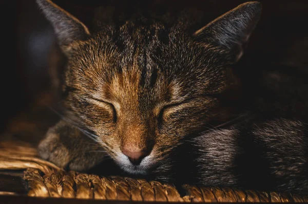 Closeup Shot Brown Sleeping Striped Cat — Stock Photo, Image