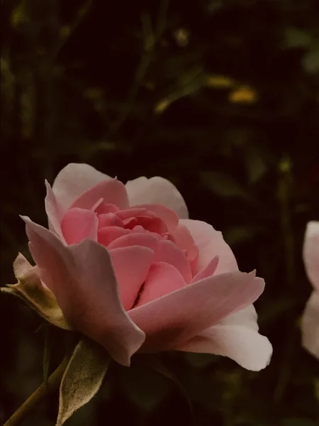 Vertical Close Seup Shot Beautiful Pink Rose Full Bloom — стоковое фото